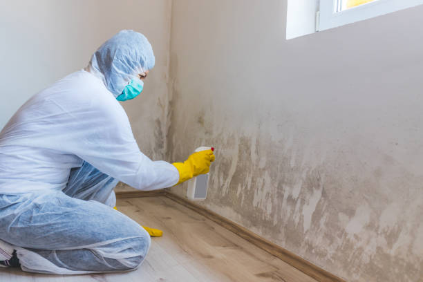 Licensed Mold Remediation service in Tomball, TX - WQB Mold Removal