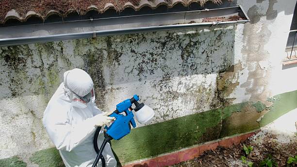 Top rated local Mold Remediation specialists in Tomball, TX